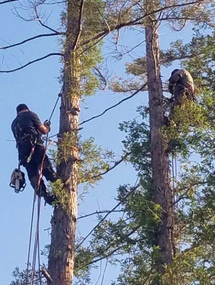 Two arborists in harnesses work high up in separate tall trees, performing maintenance with climbing gear and saws.