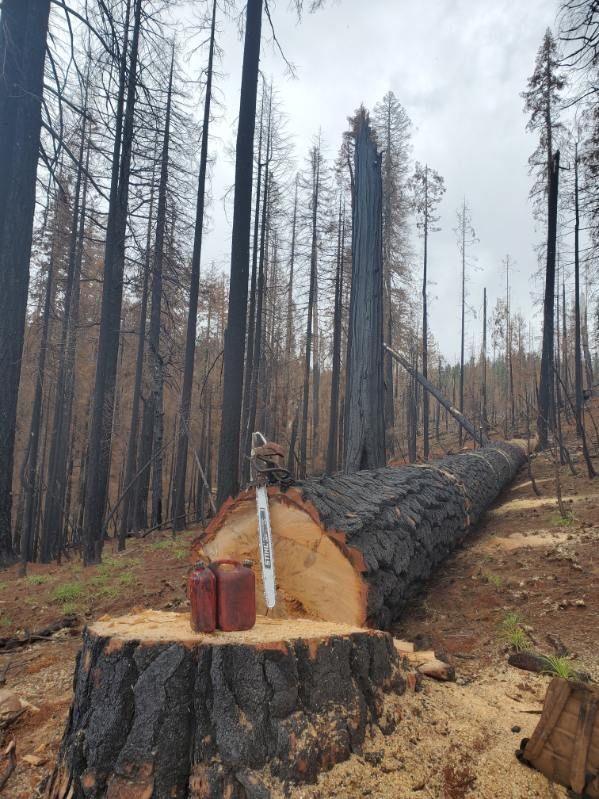 A felled, charred pine tree in a burnt forest, with a chainsaw and fuel canisters resting on the fresh-cut stump.