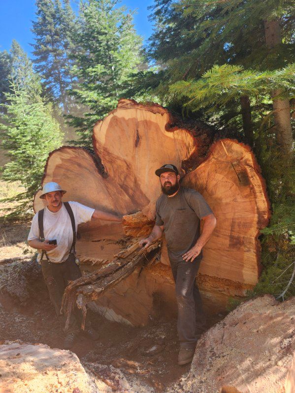 Two people stand in a forest next to the massive, freshly cut cross-section of a large conifer tree stump.