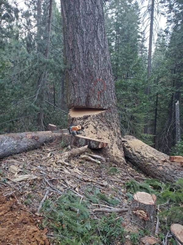 A tall pine tree in a forest has a deep triangular notch cut into its trunk, with a chainsaw resting at the base.