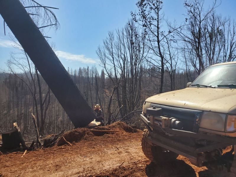 A tan pickup truck is parked on a dirt path next to a large tree being cut down in a forest area scorched by a fire.