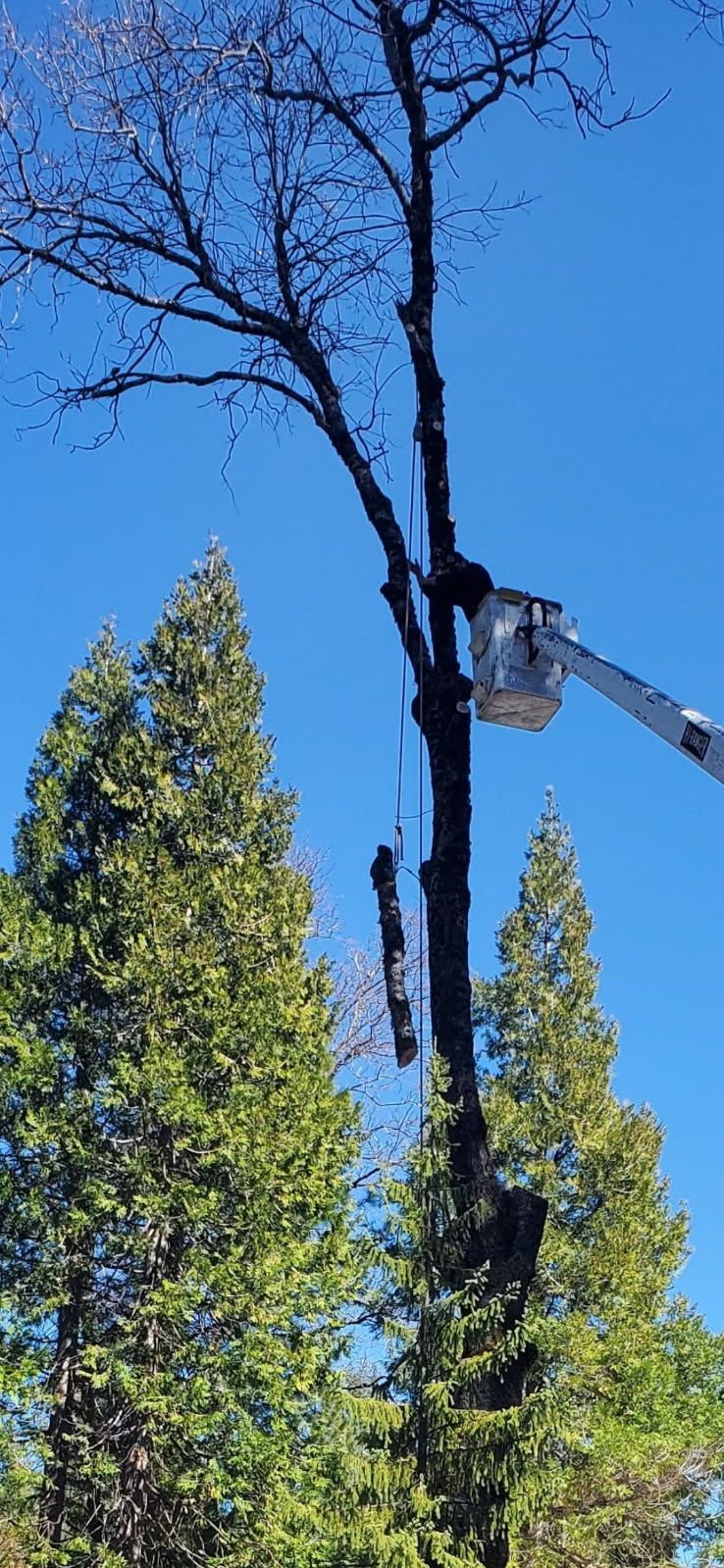 A worker in a bucket truck trims the top of a tall, leafless tree against a clear blue sky, flanked by evergreen trees.
