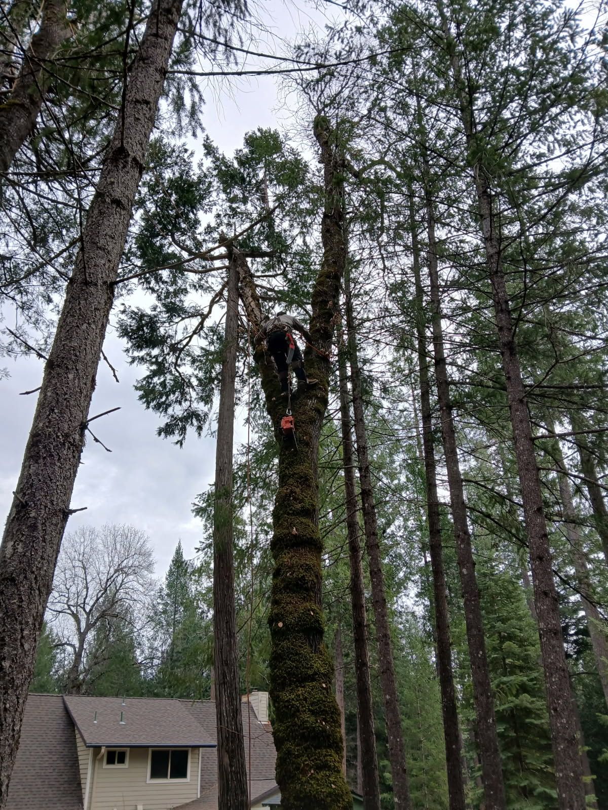 A person high in a tree using a chainsaw to remove branches, with a house visible in the background.
