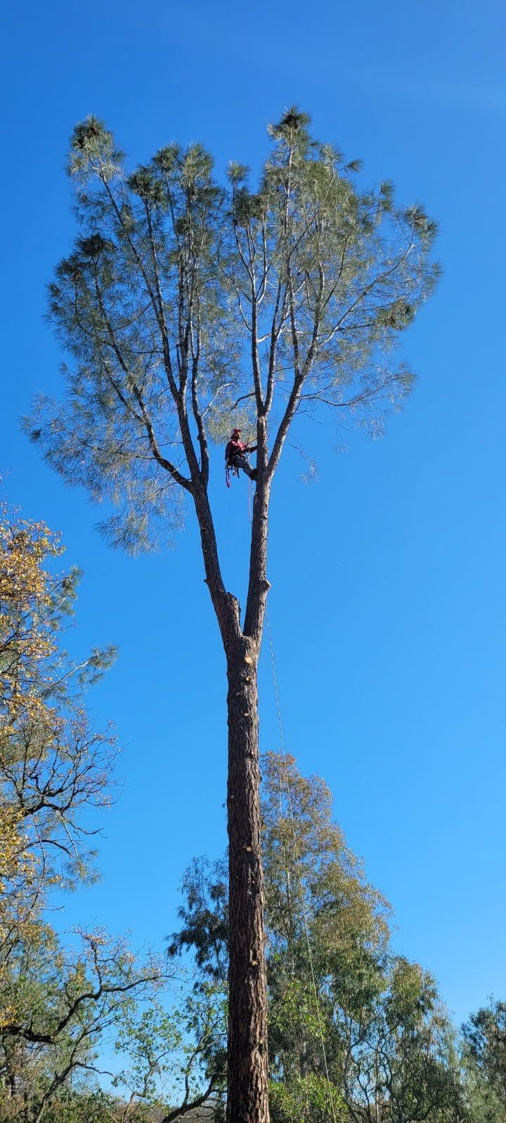 A person wearing climbing gear works high up in a tall, slender eucalyptus tree against a clear blue sky.