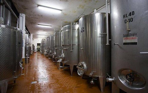Produzione di vino
