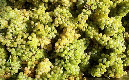 Grappoli di uva bianca