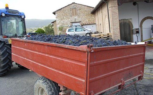 Carro con uva