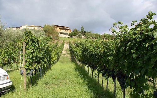 Vigneto