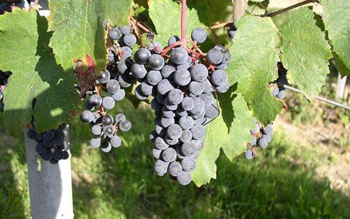 Grappoli di uva nera