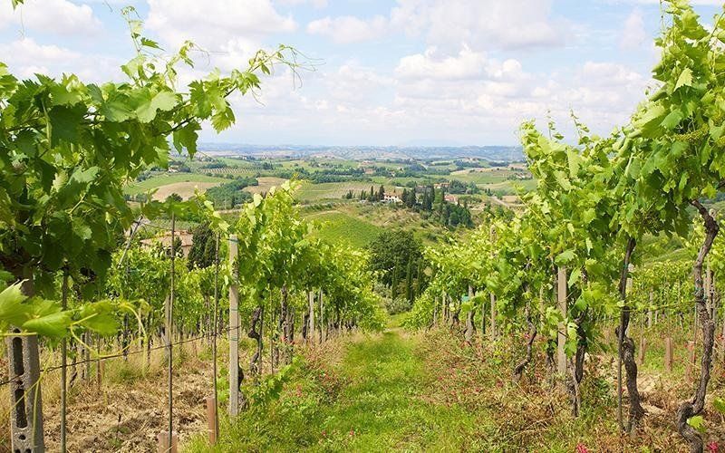 Distesa di vigneti