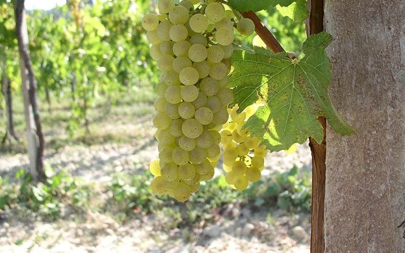 Grappolo di uva bianca