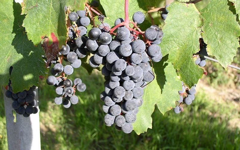 Grappolo di uva nera