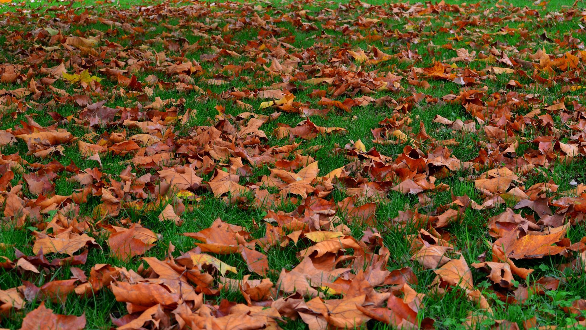 Brown fallen leaves covering green grass.