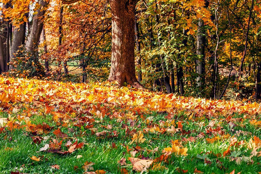 Autumnal scene: Trees with orange and green leaves, fallen leaves on grassy ground.
