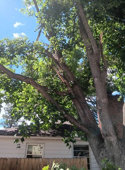 Tall tree with lush green leaves, beside a house and fence, against a blue sky.