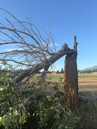 A broken tree trunk in a field. The top of the tree is fallen with foliage, clear blue sky.