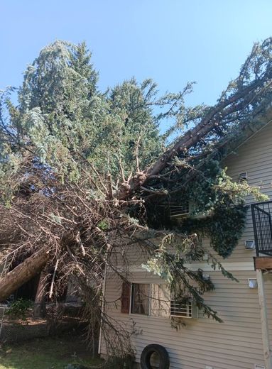 Fallen tree on the side of a house, blue sky, tree branches covering roof and siding.