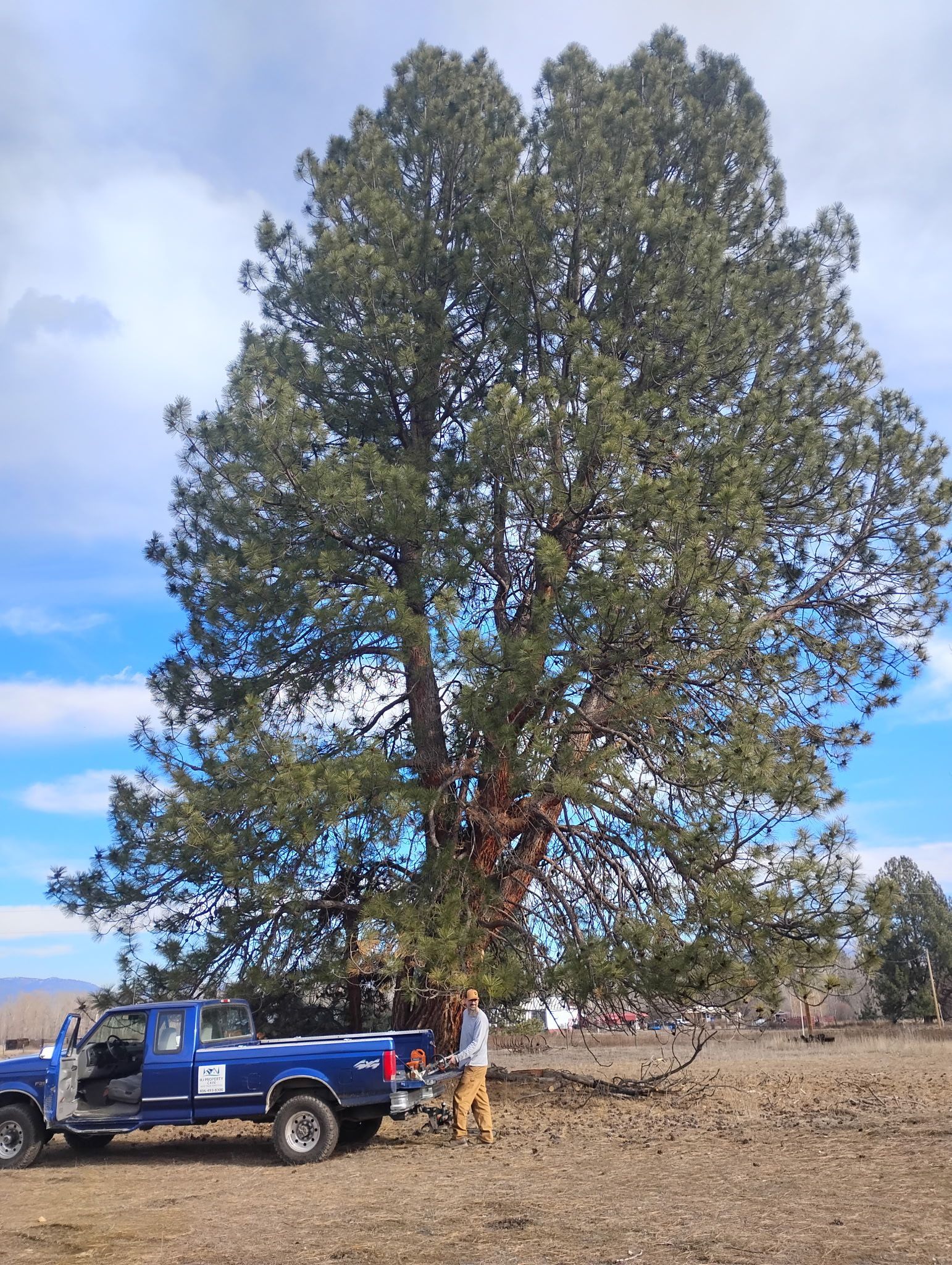 Tall tree with lush green leaves, beside a house and fence, against a blue sky.