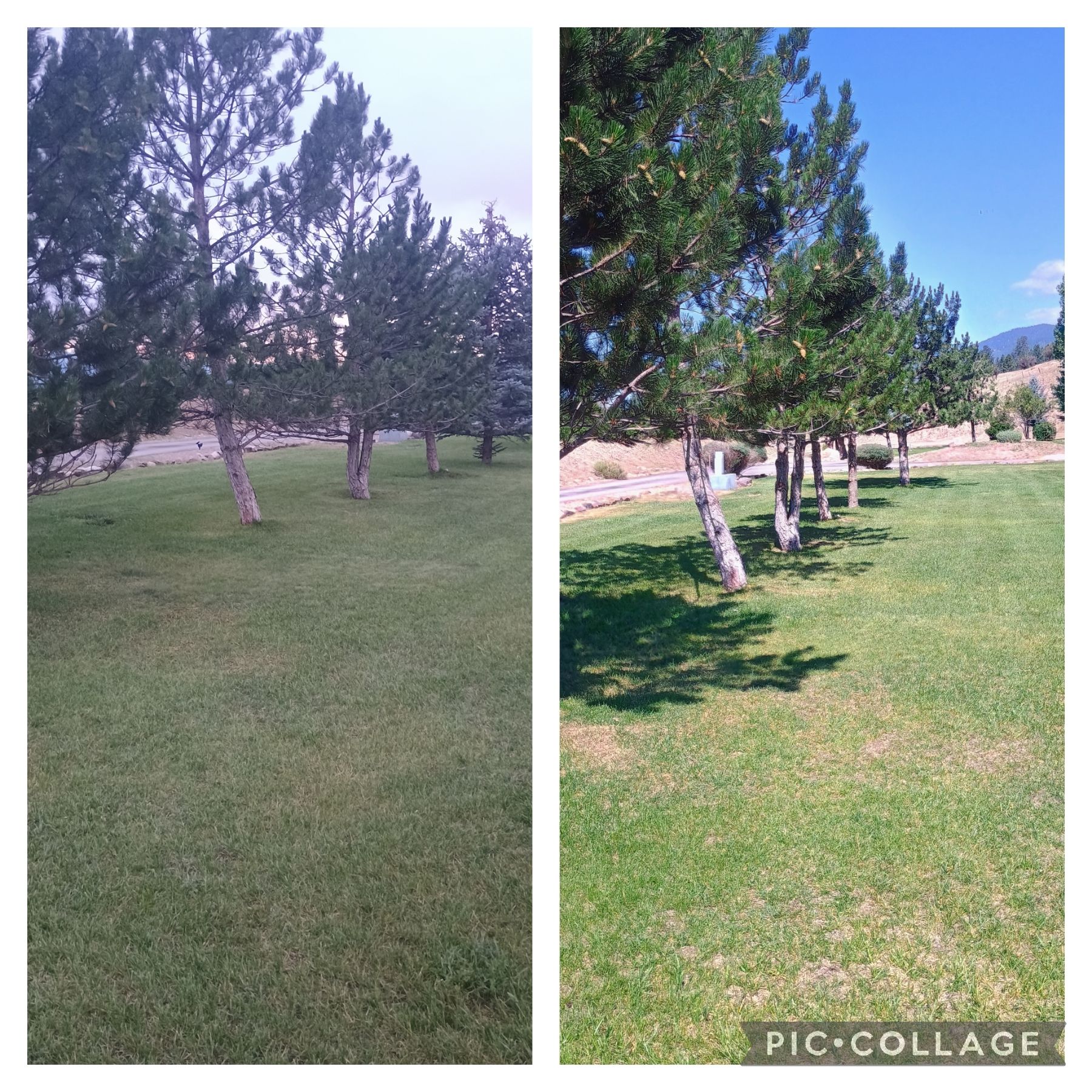 Two side-by-side photos of a grassy field with trees. One shows trees at dusk, the other in sunlight.