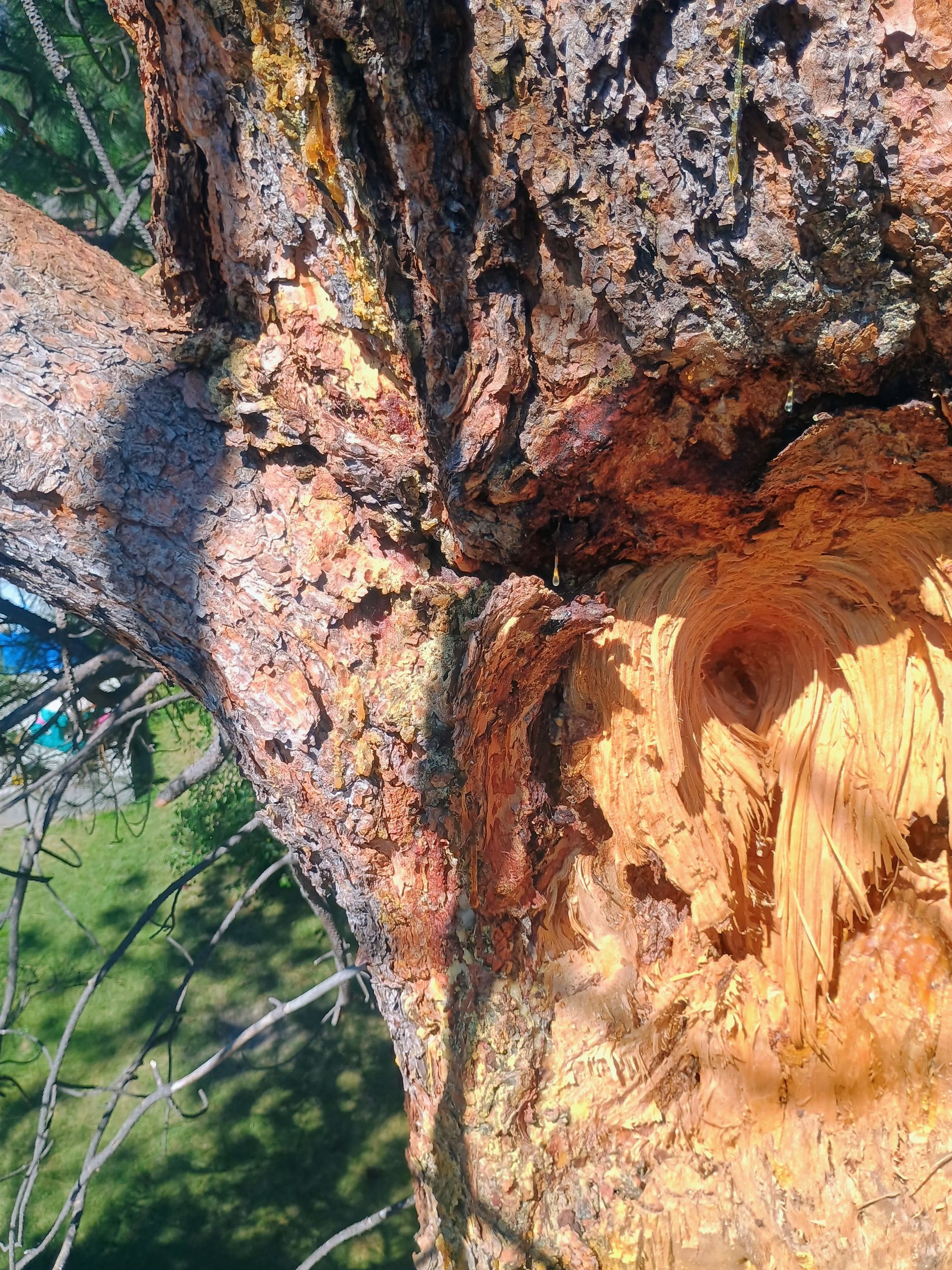 A car stopped on a dirt road blocked by a fallen tree, with mountains and blue sky in the background.