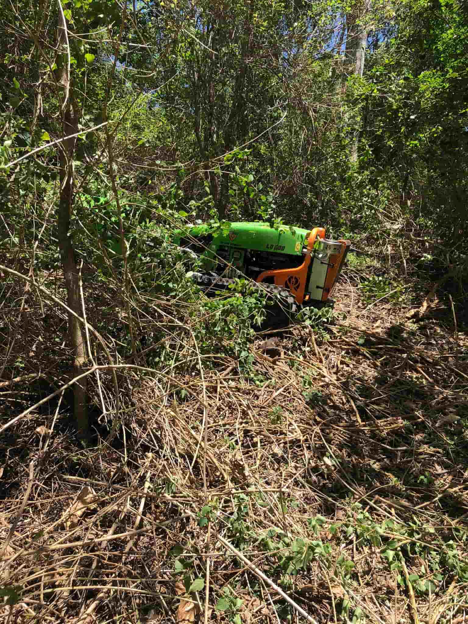 Grass and Tree Branch — Green Clearing & Maintenance in Mackay, QLD