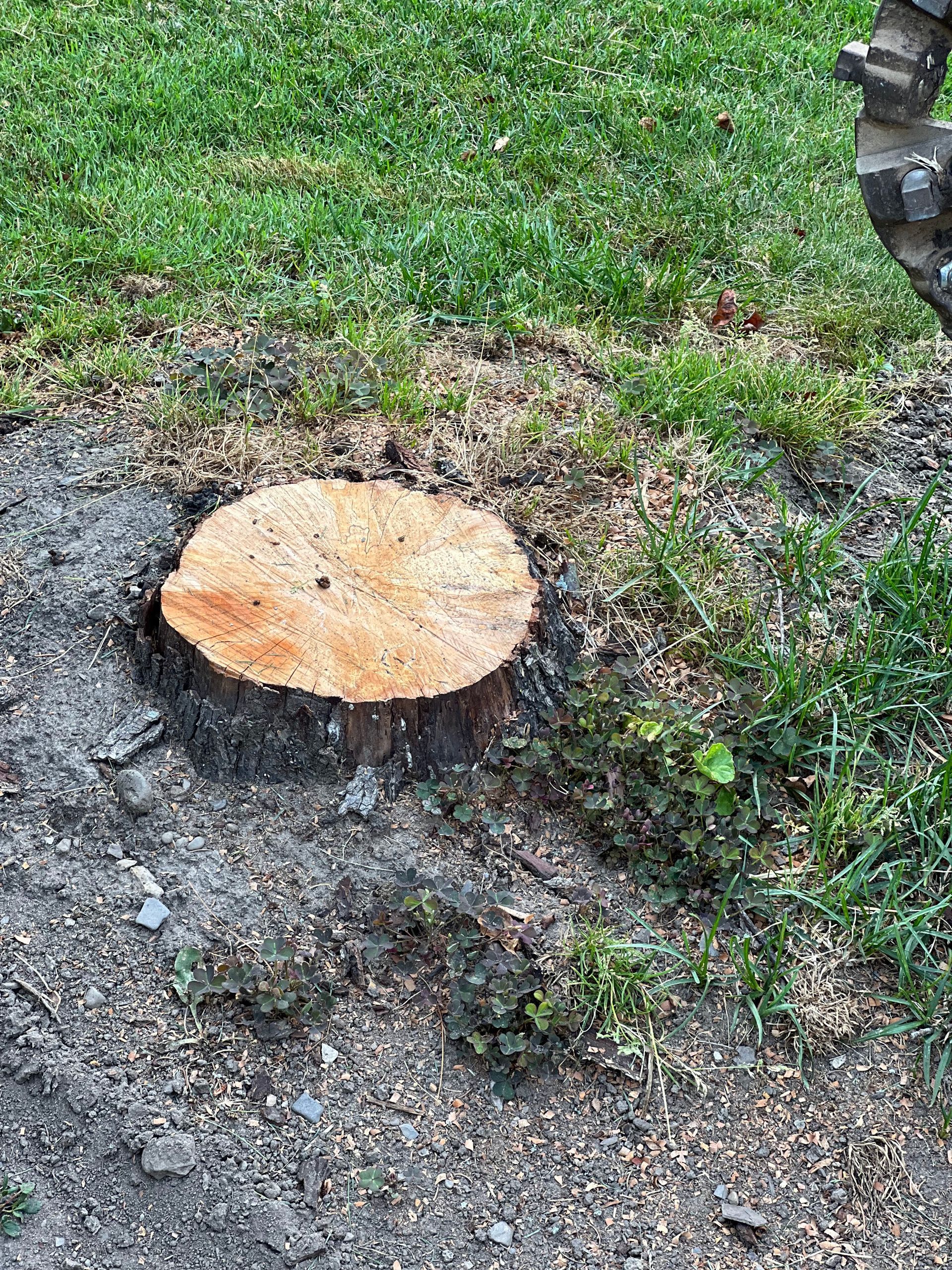A tree stump is sitting in the middle of a lush green field.