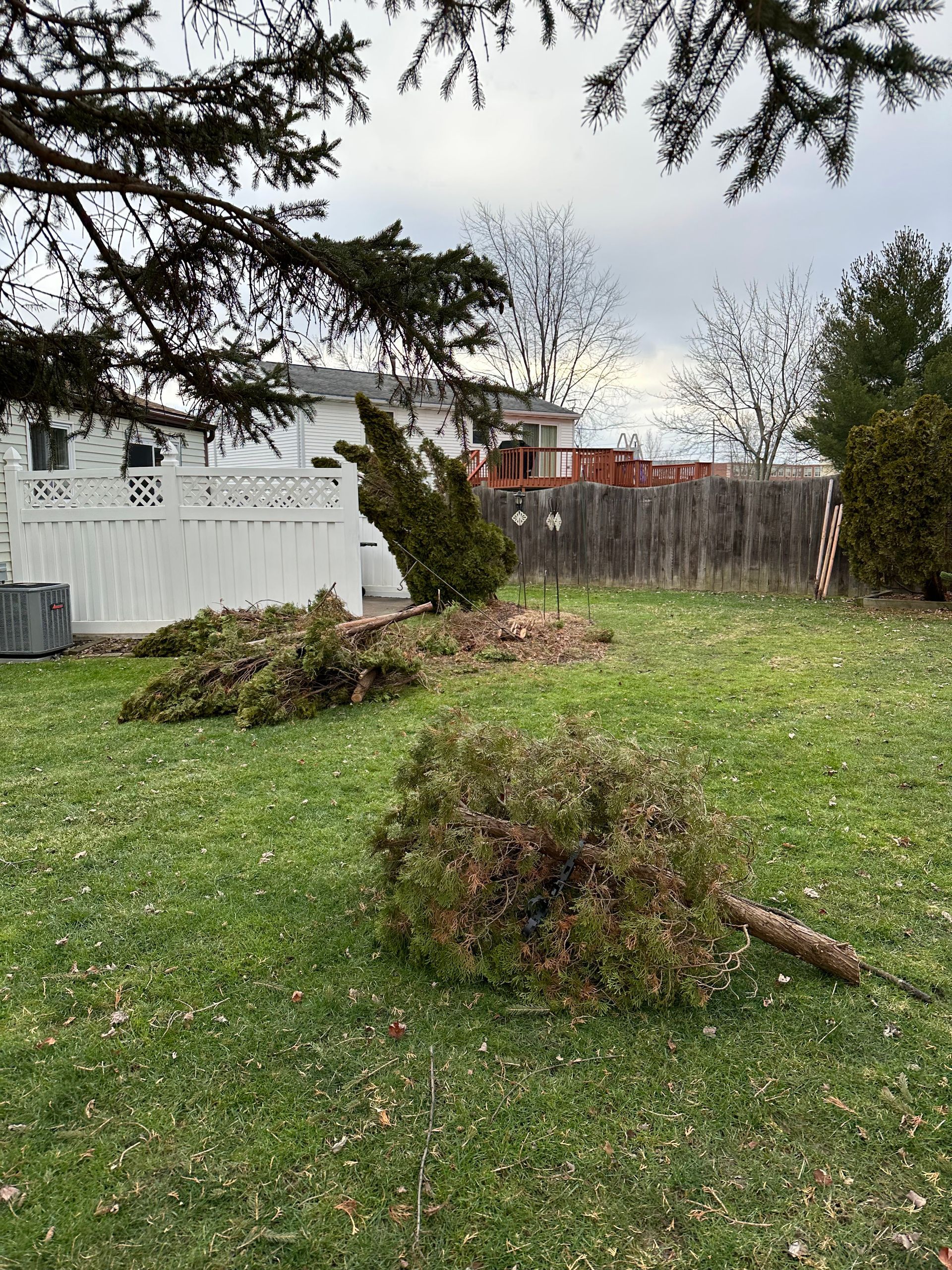 A fallen christmas tree is laying in the grass in front of a house.