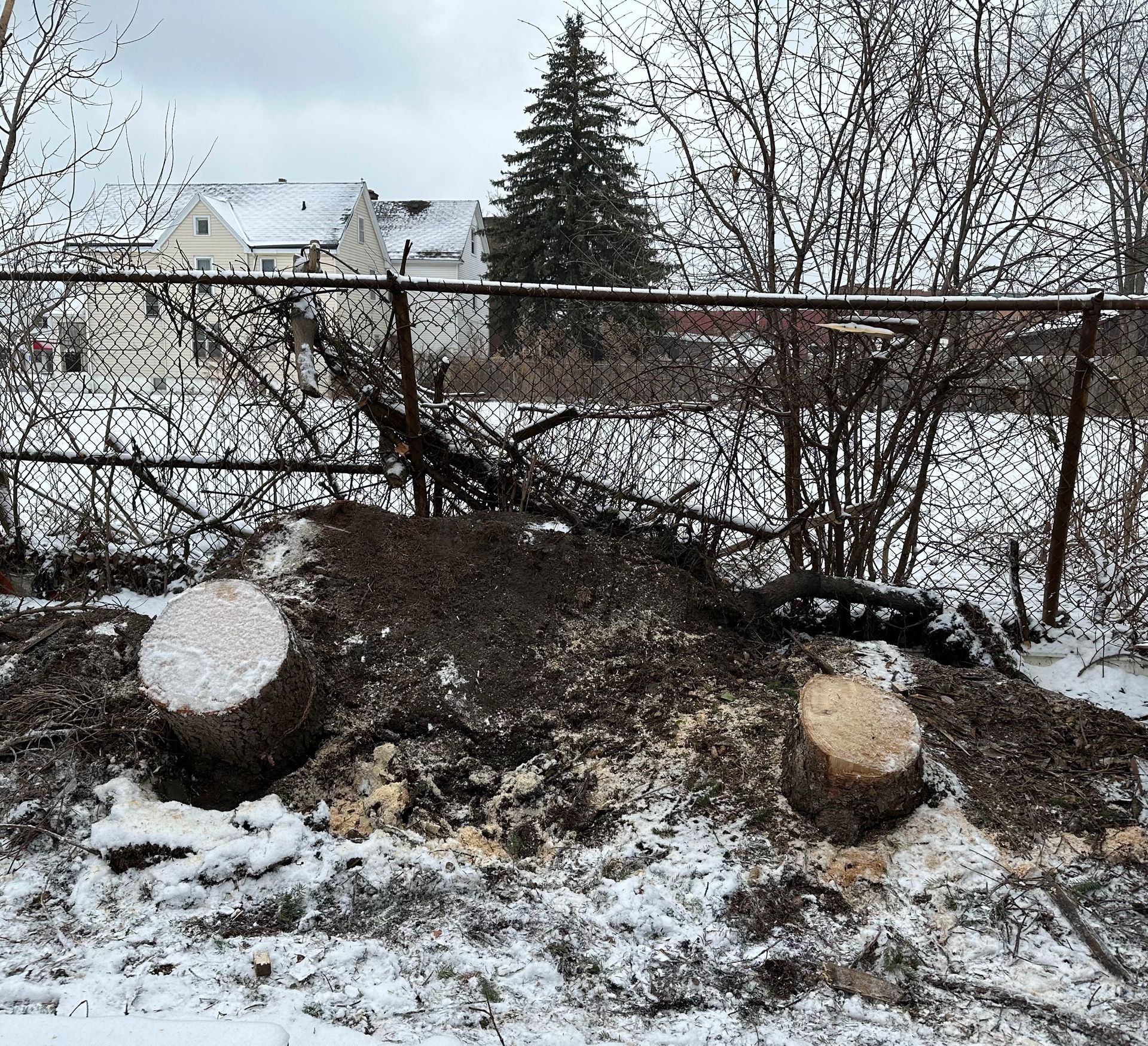 A pile of stump in the snow next to a chain link fence.
