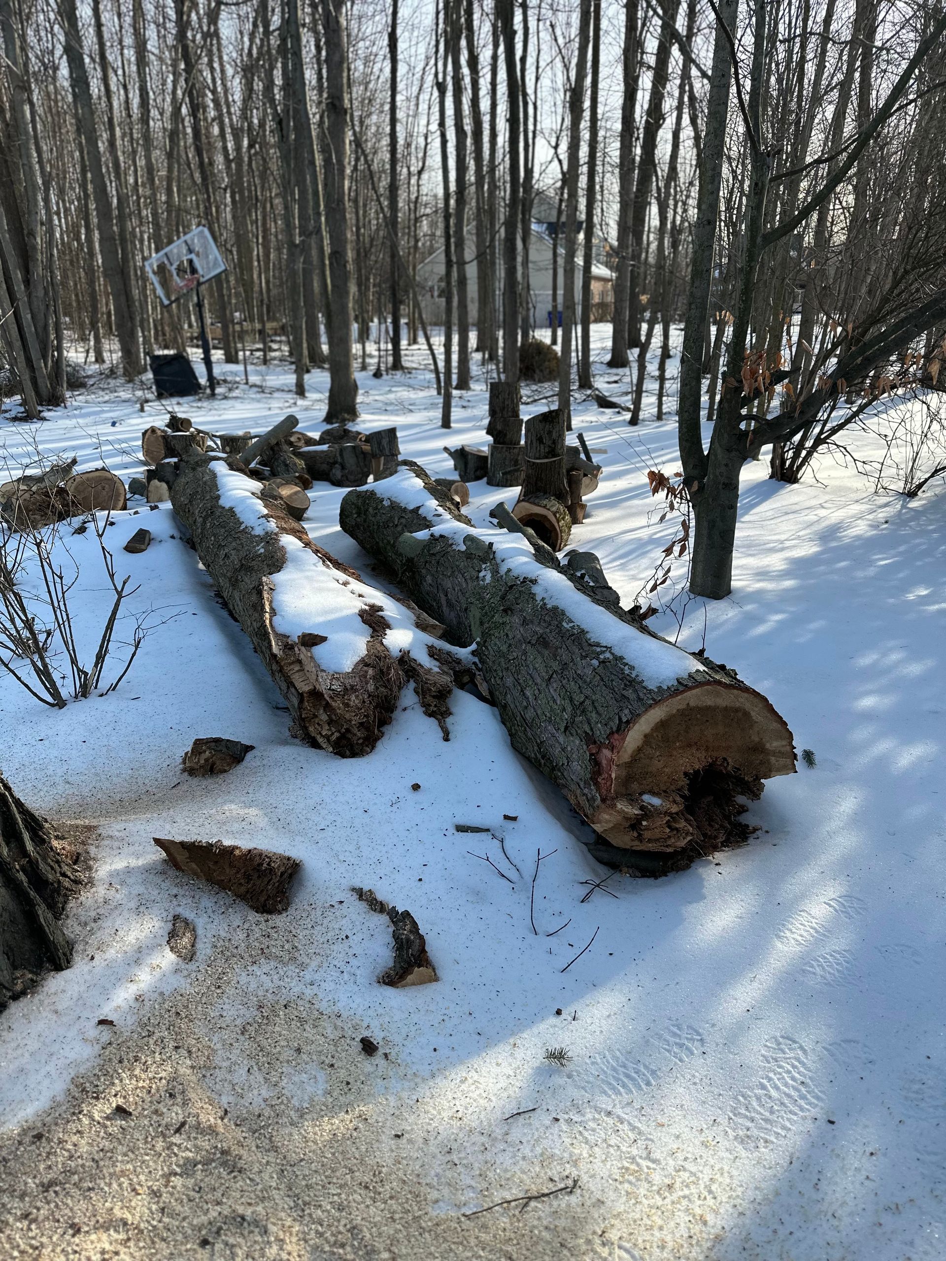 A pile of logs in the snow in a forest.