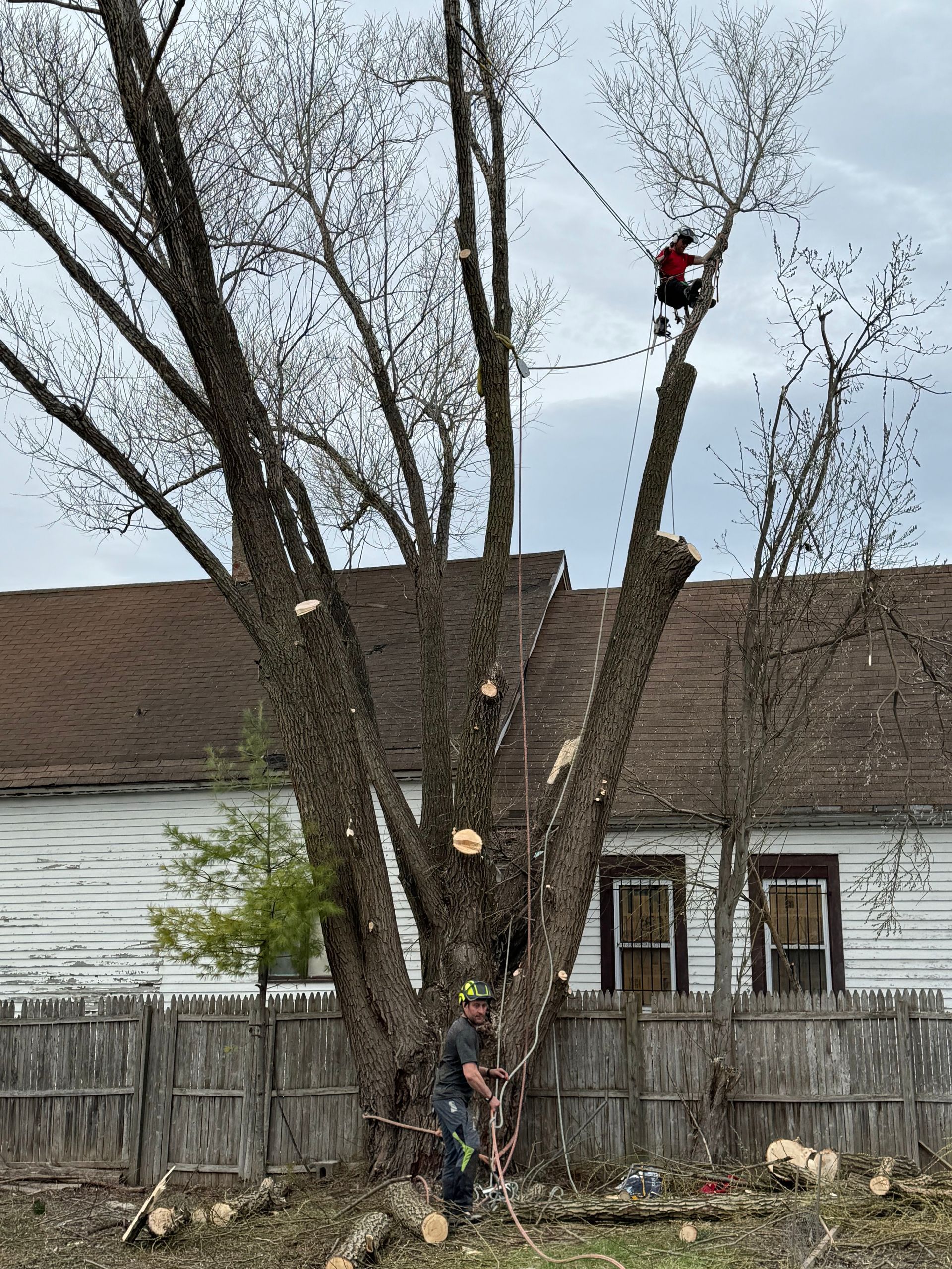 A man is cutting down a tree in front of a house.