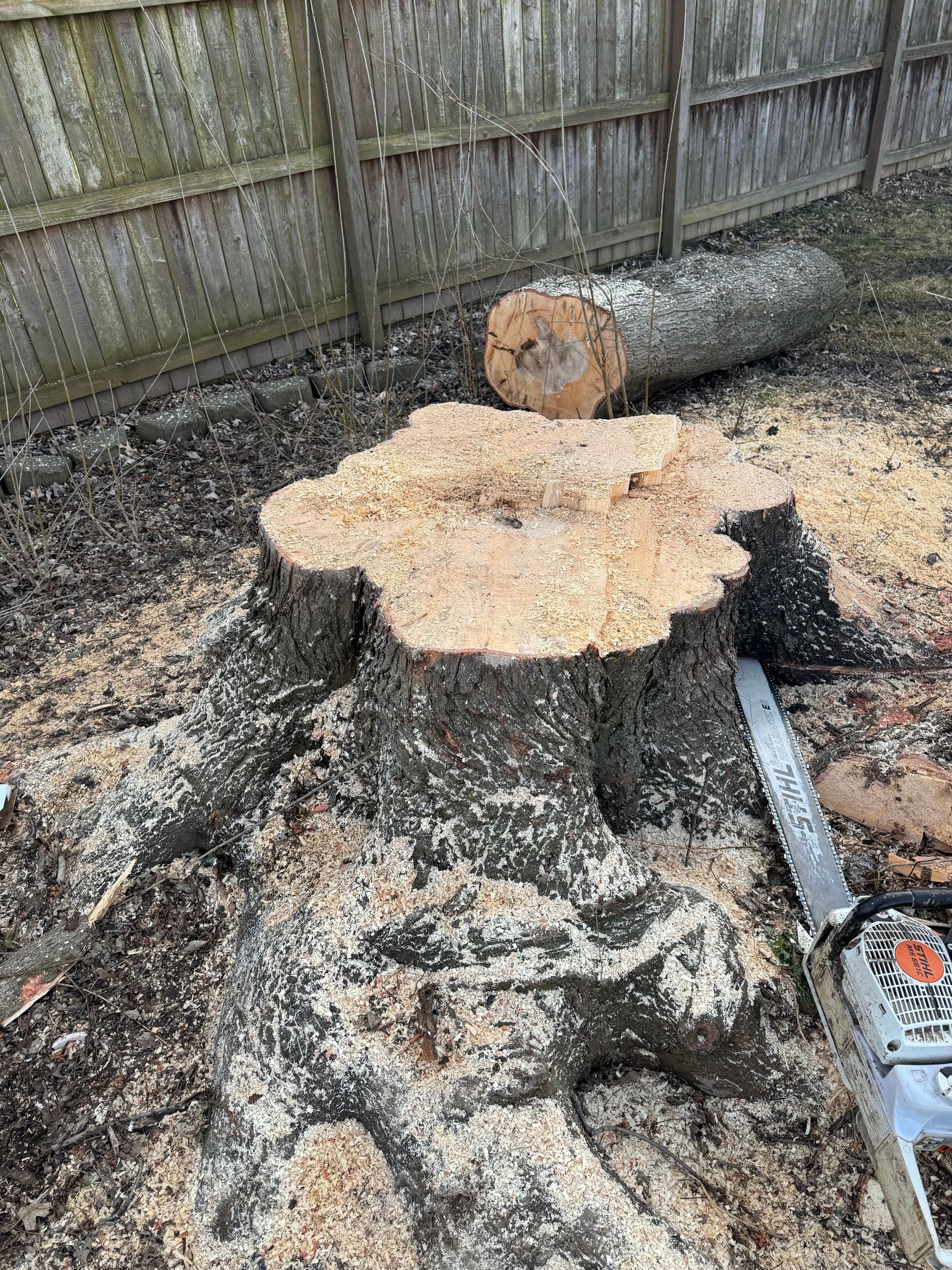 A tree stump is being cut down with a chainsaw.
