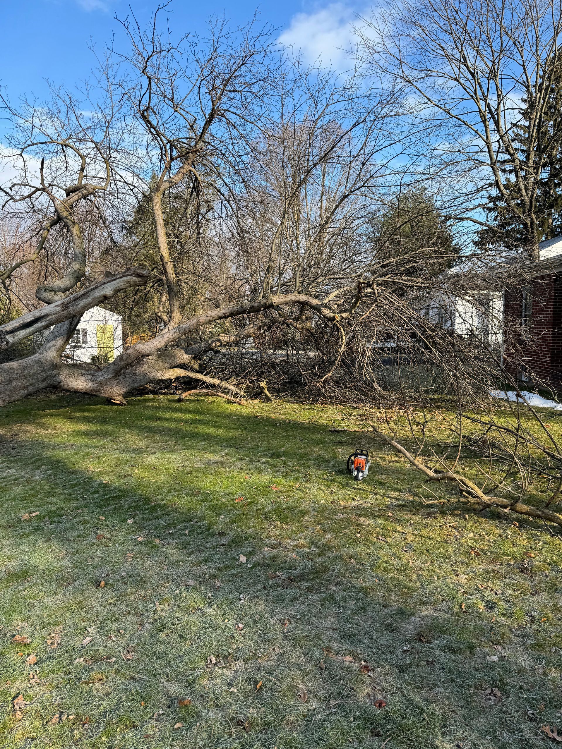 A fallen tree in a yard with a house in the background.