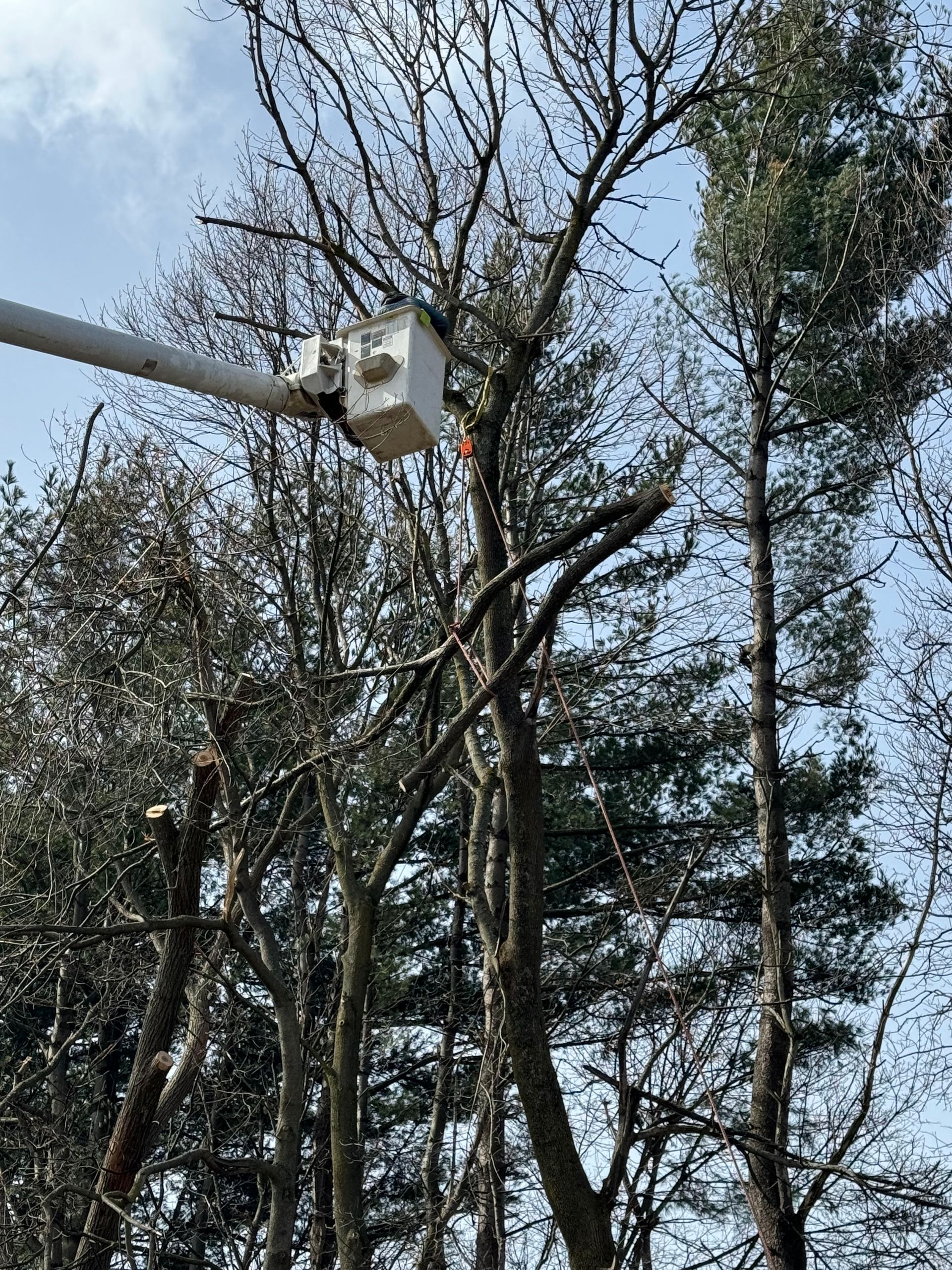 A person is cutting a tree with a bucket truck.