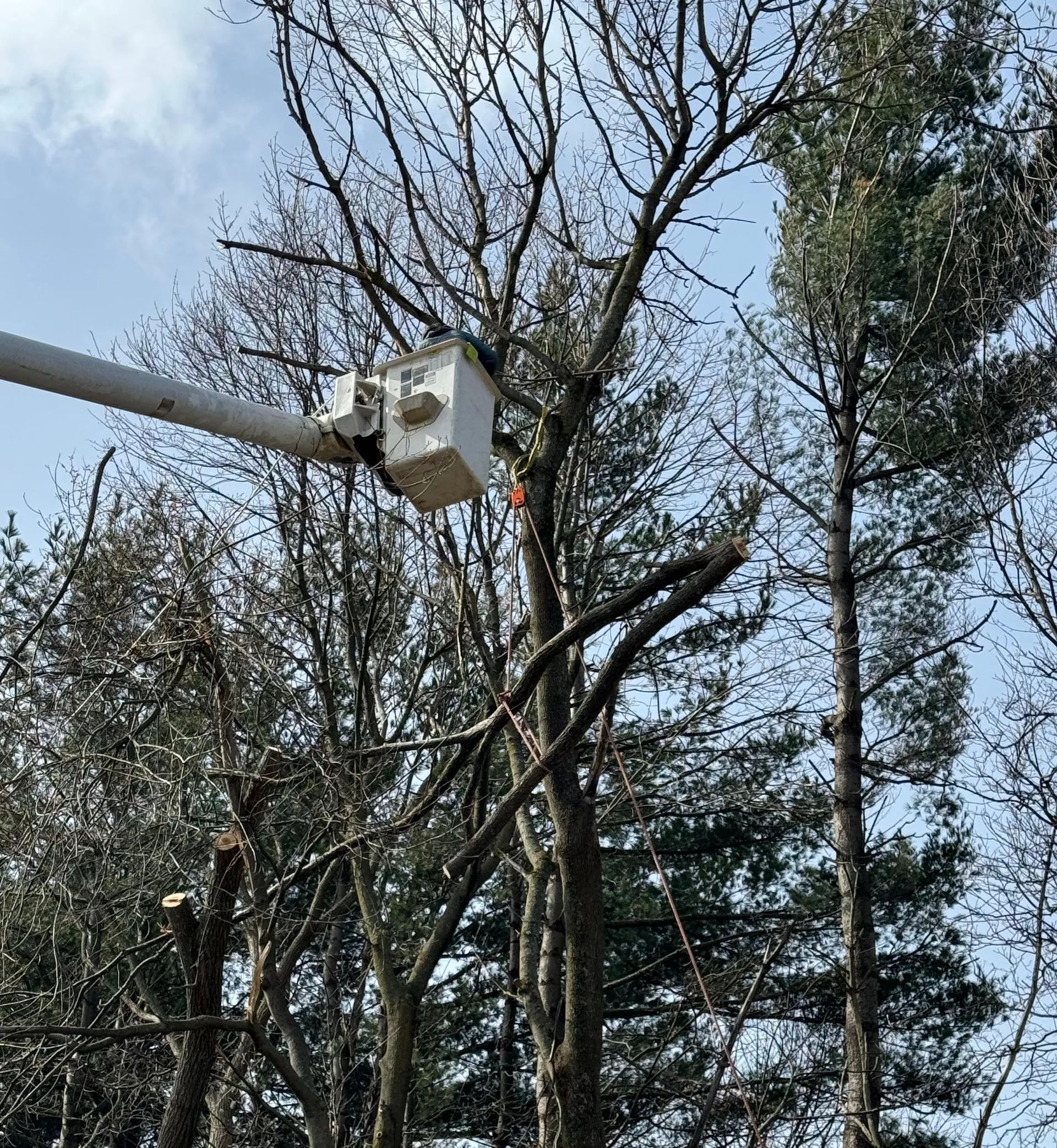 A tree trimming service worker in a lift basket is pruning branches from a bare tree.