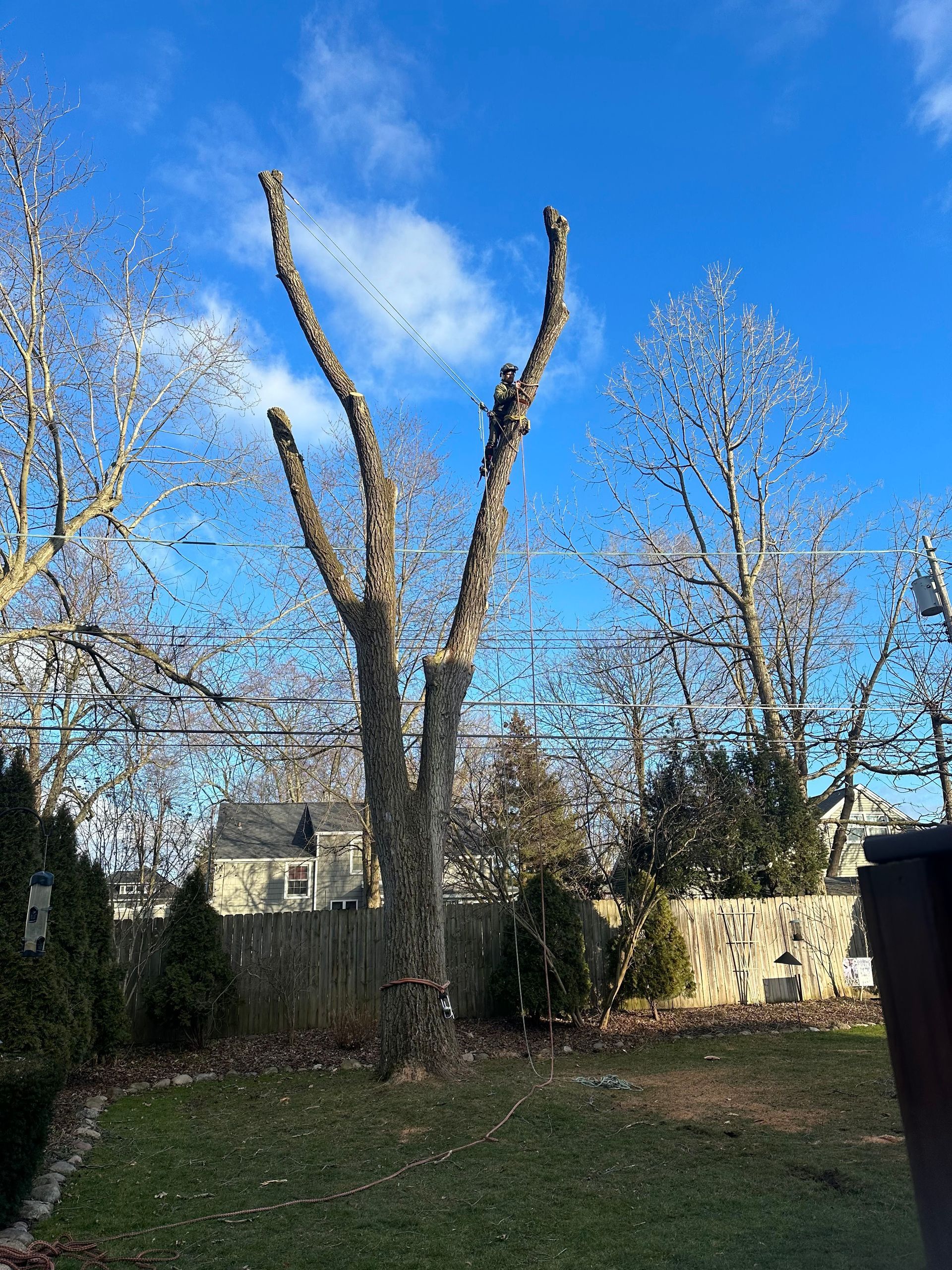 A tree is being cut down in a backyard on a sunny day.