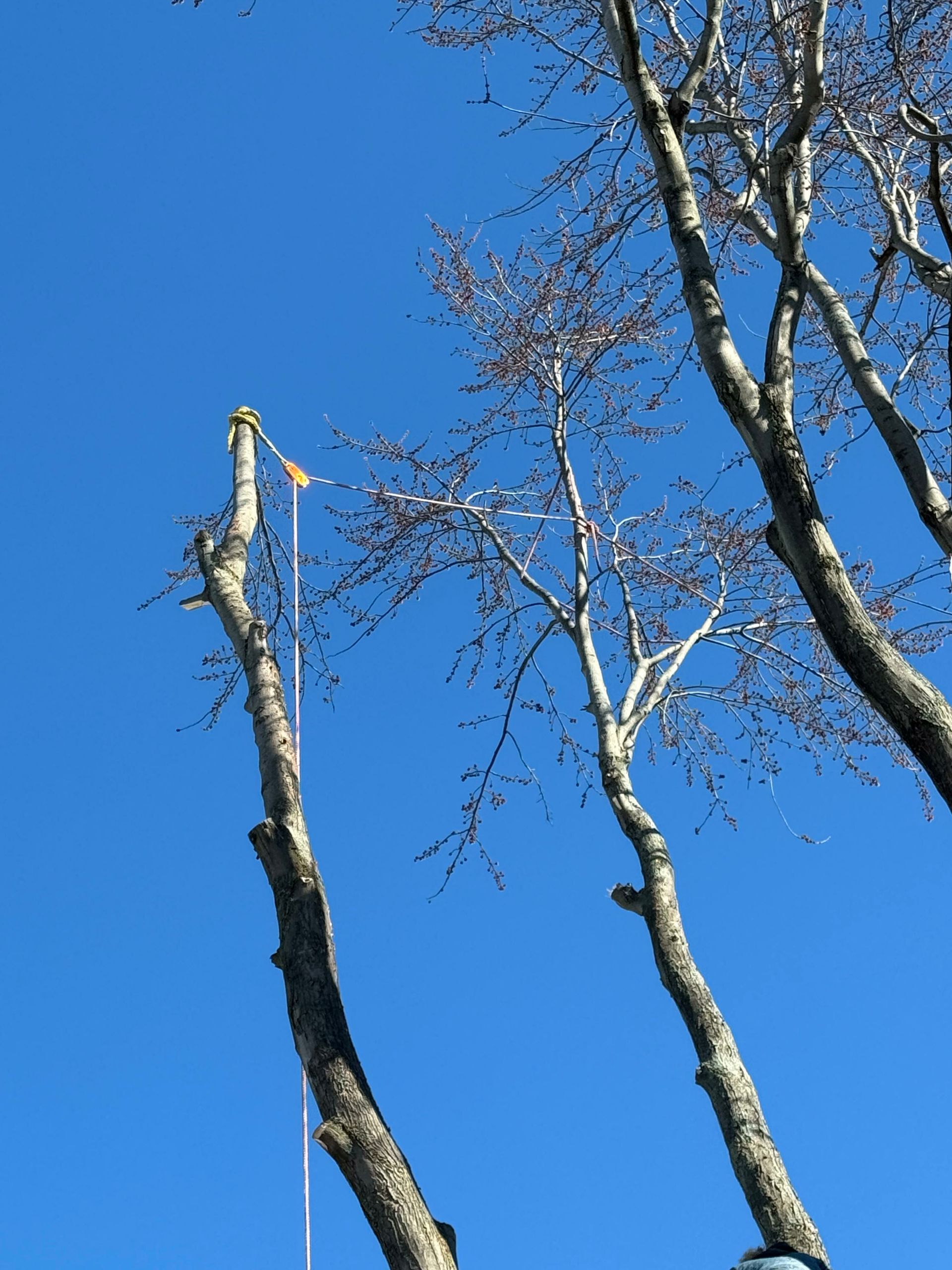 A tree with a blue sky in the background
