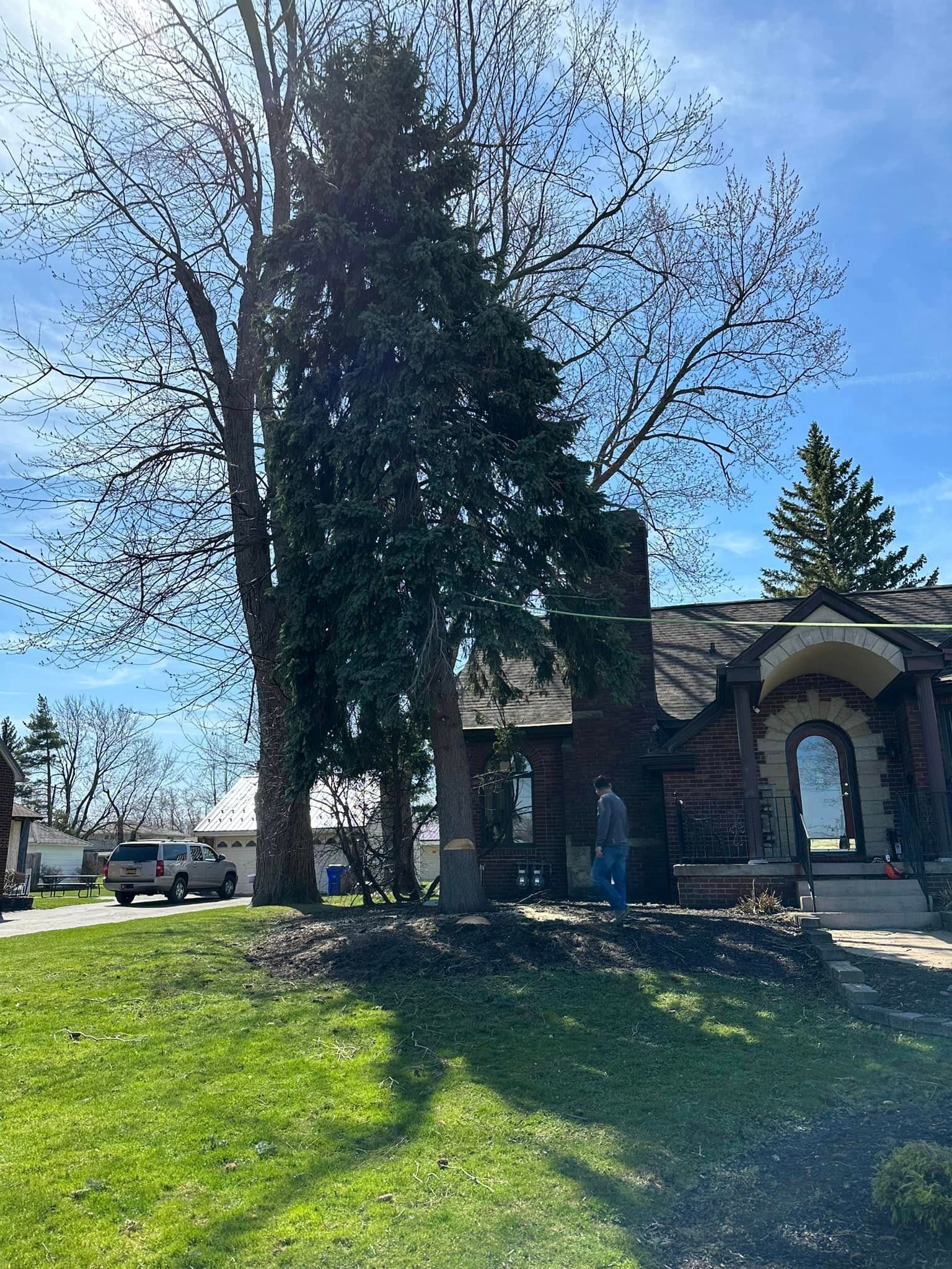 A large tree is in front of a house on a sunny day.