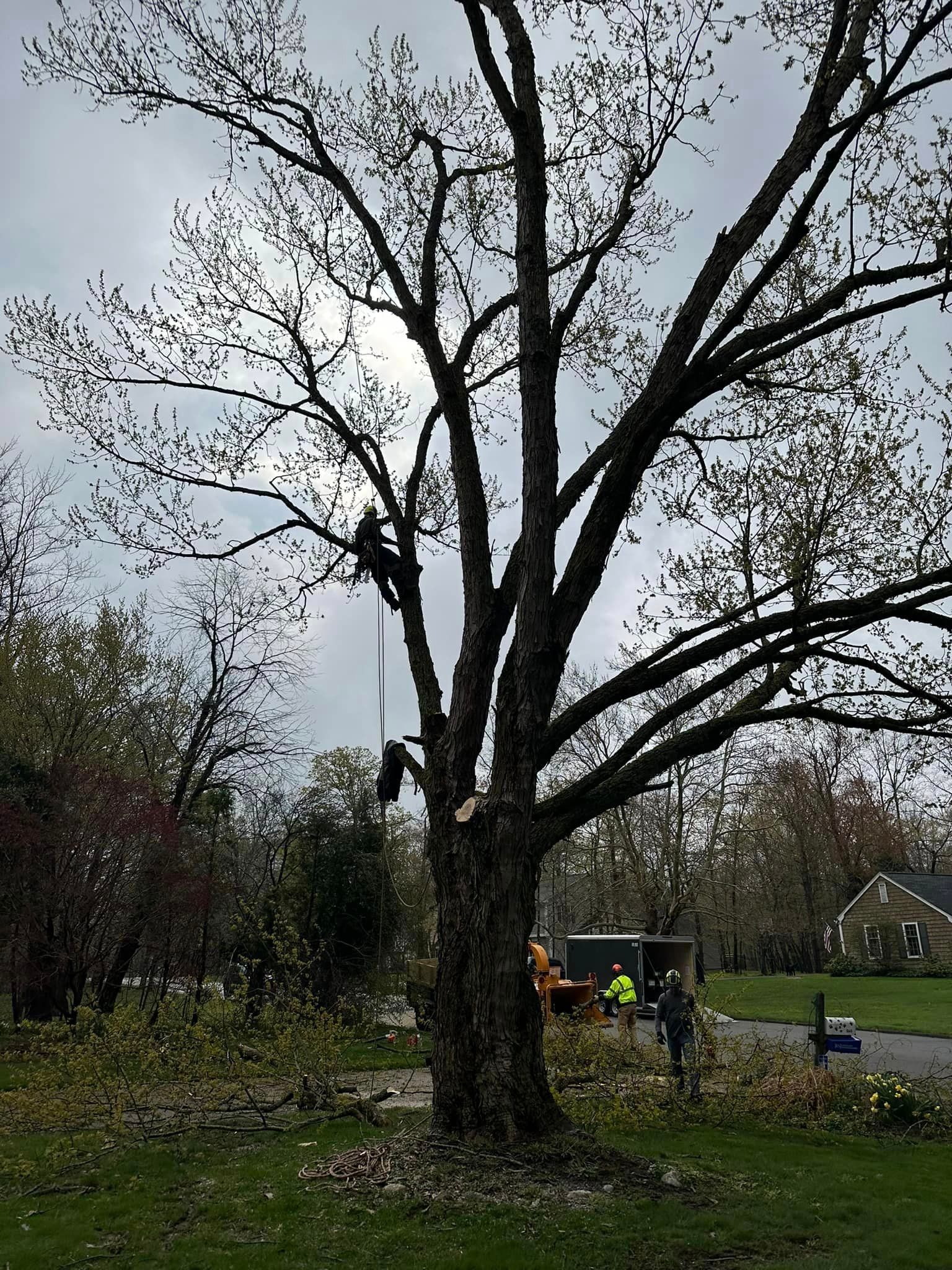 A man is climbing a tree in a park.