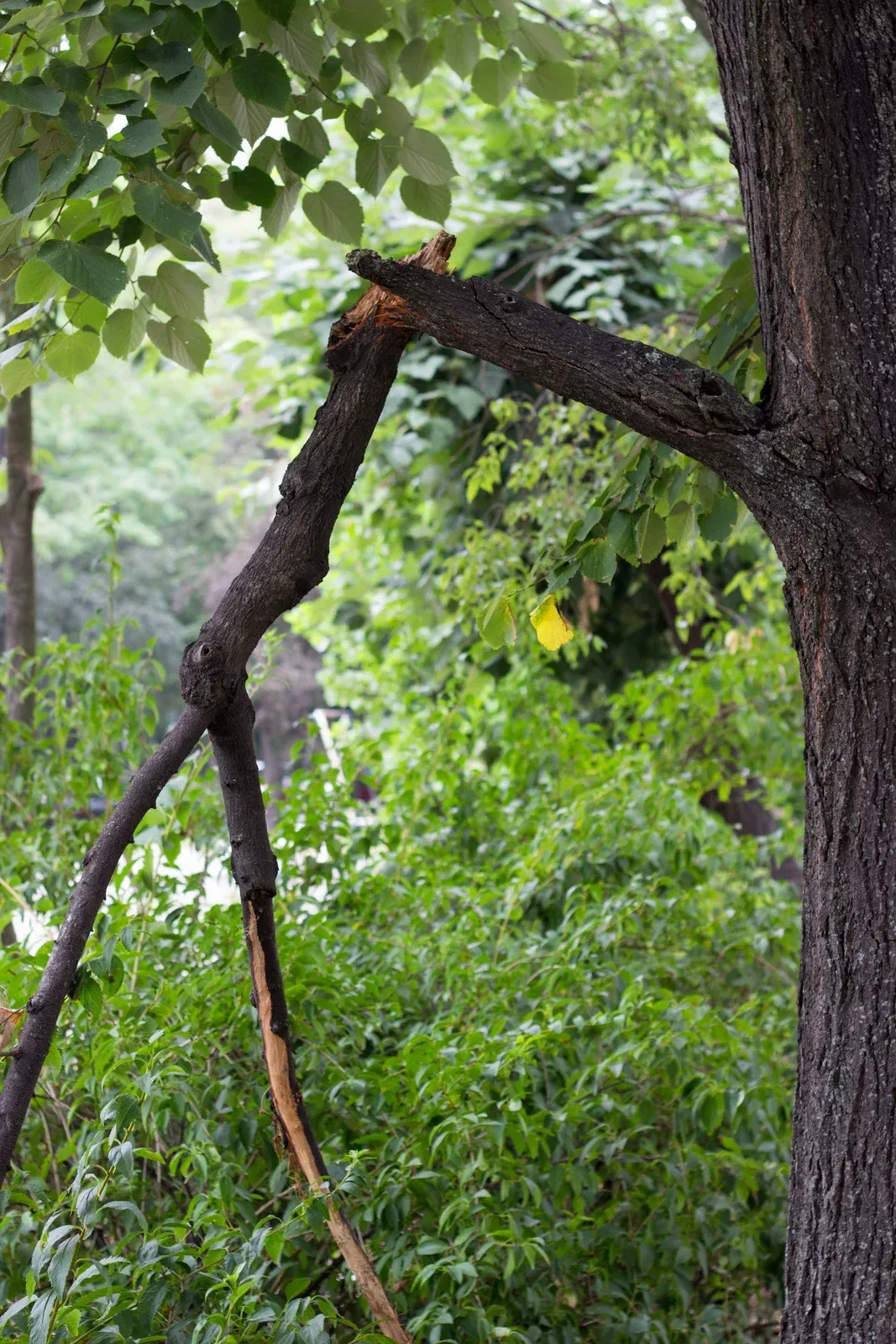 Broken tree branch with jagged edges, dark brown bark, green foliage in the background.