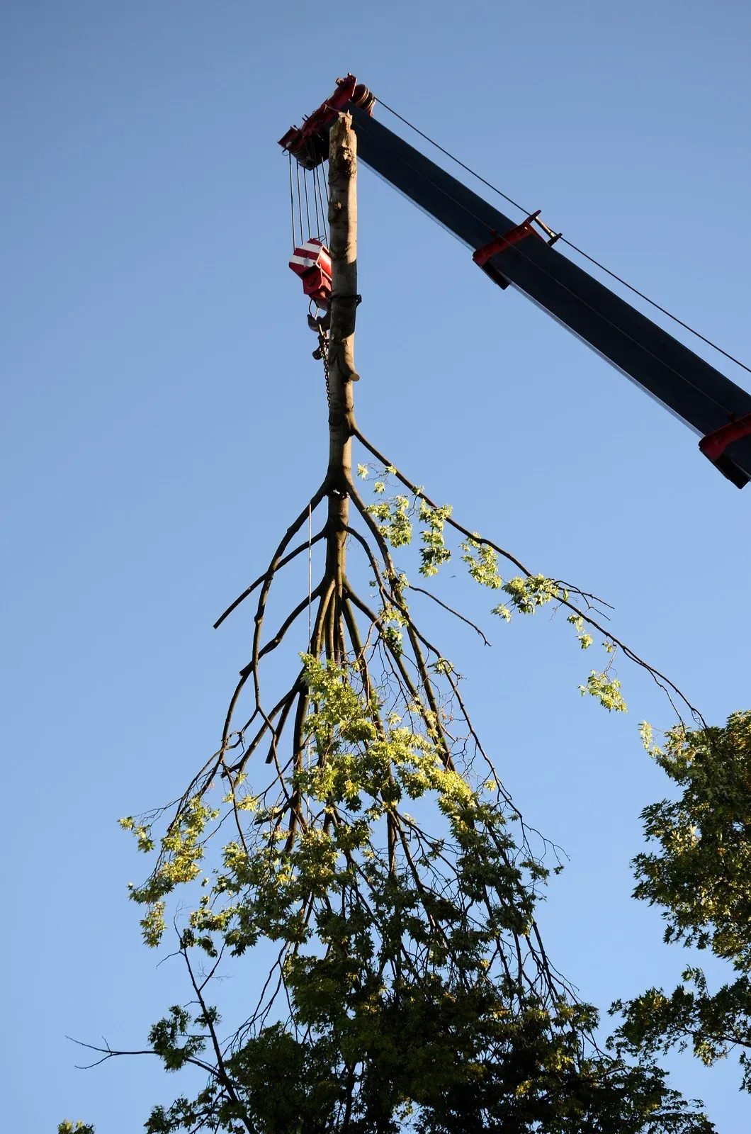 A tall tree being lifted by a crane against a clear blue sky.