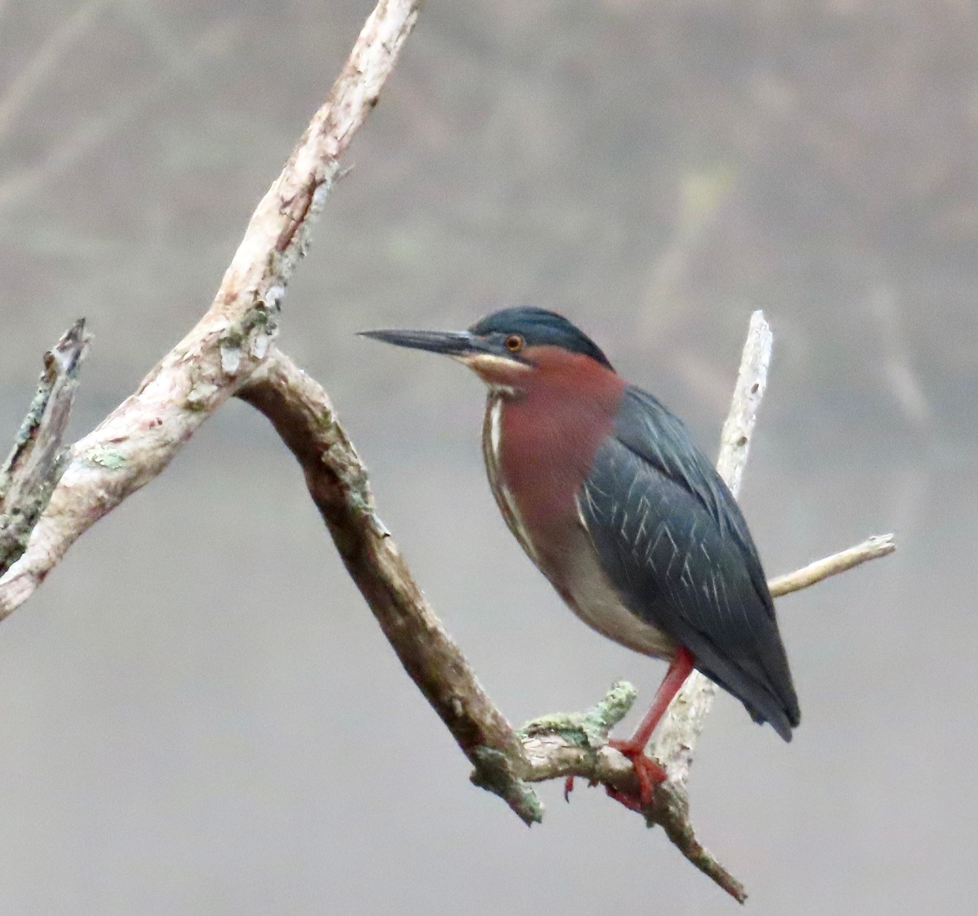 a bird perched on a branch with a long beak