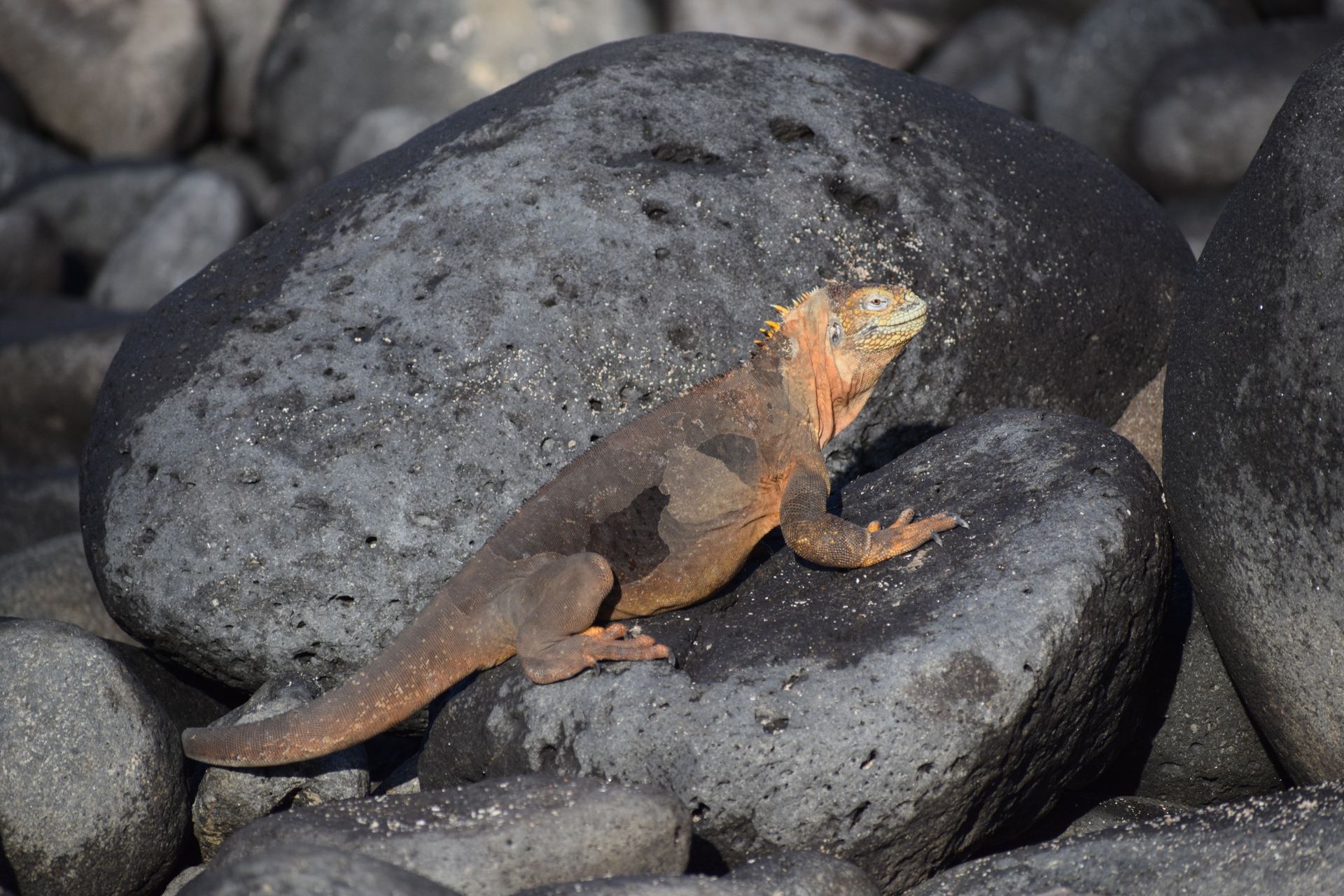 A lizard is sitting on a rock in a pile of rocks