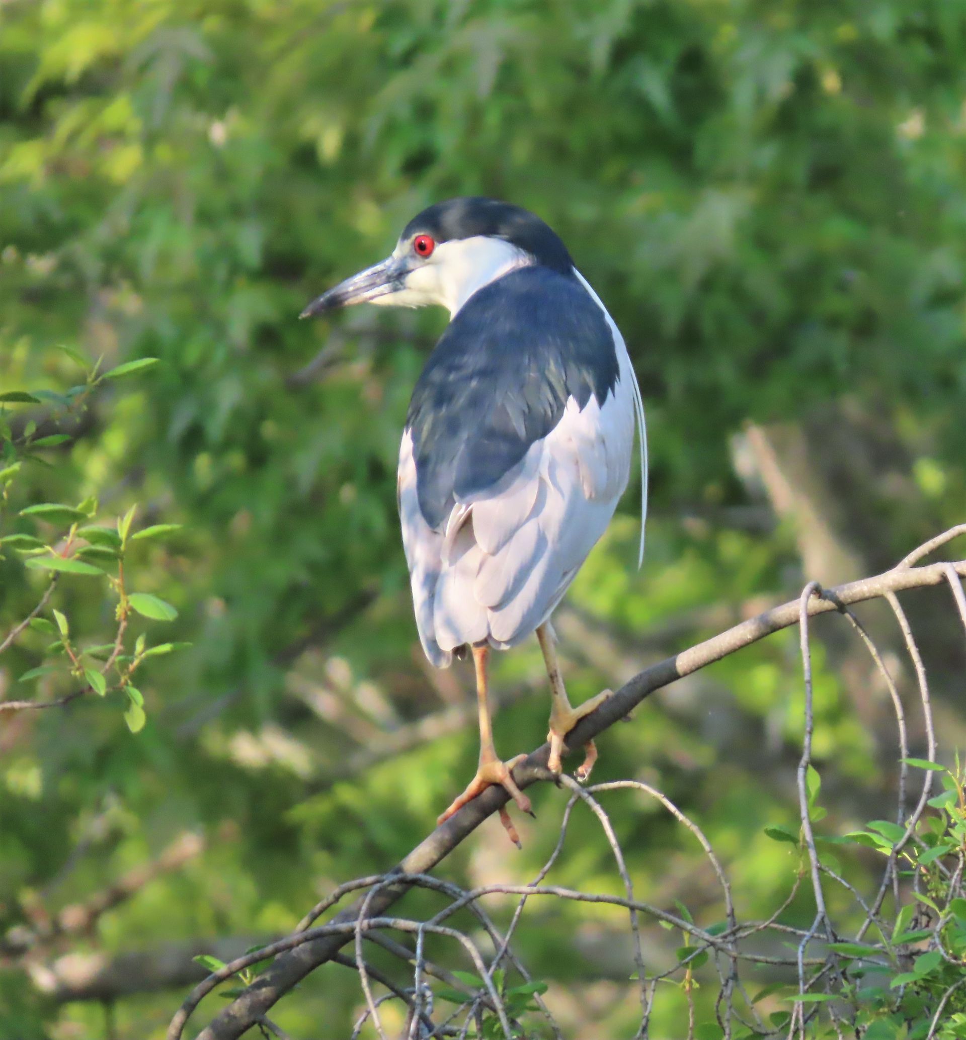 a bird with red eyes is perched on a tree branch