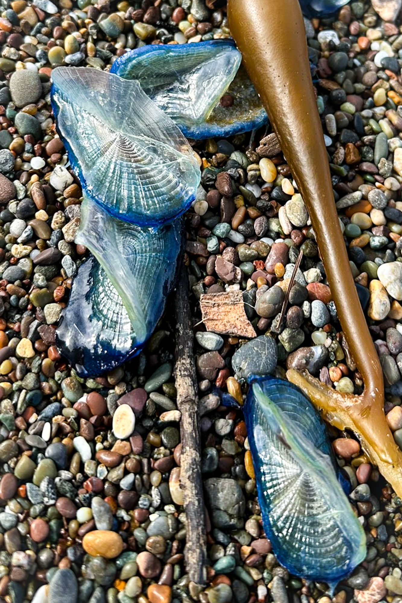 A group of blue jellyfish are laying on a rocky beach.