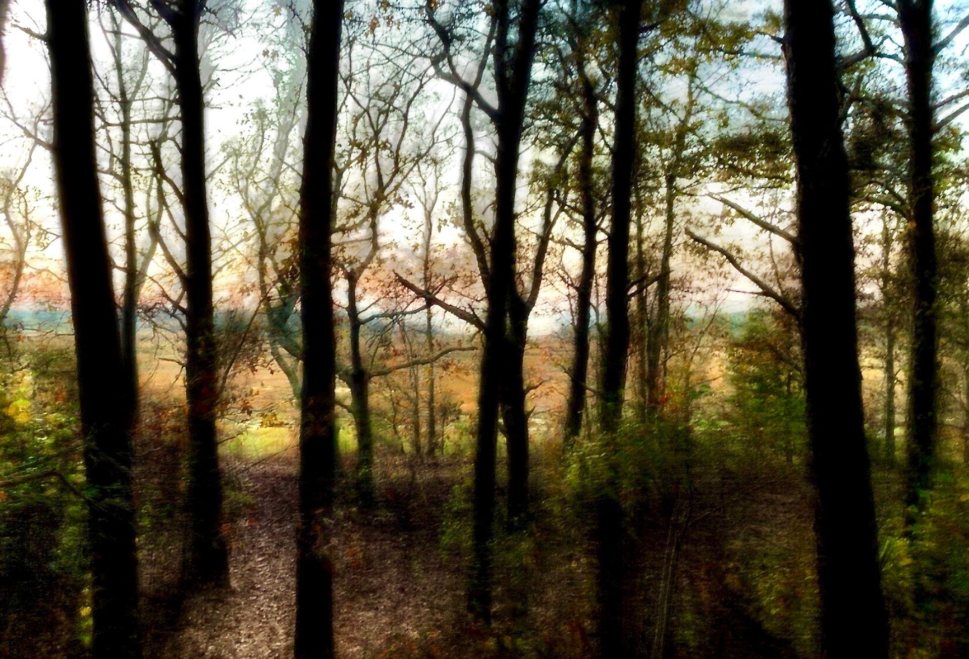 a painting of a forest with trees without leaves