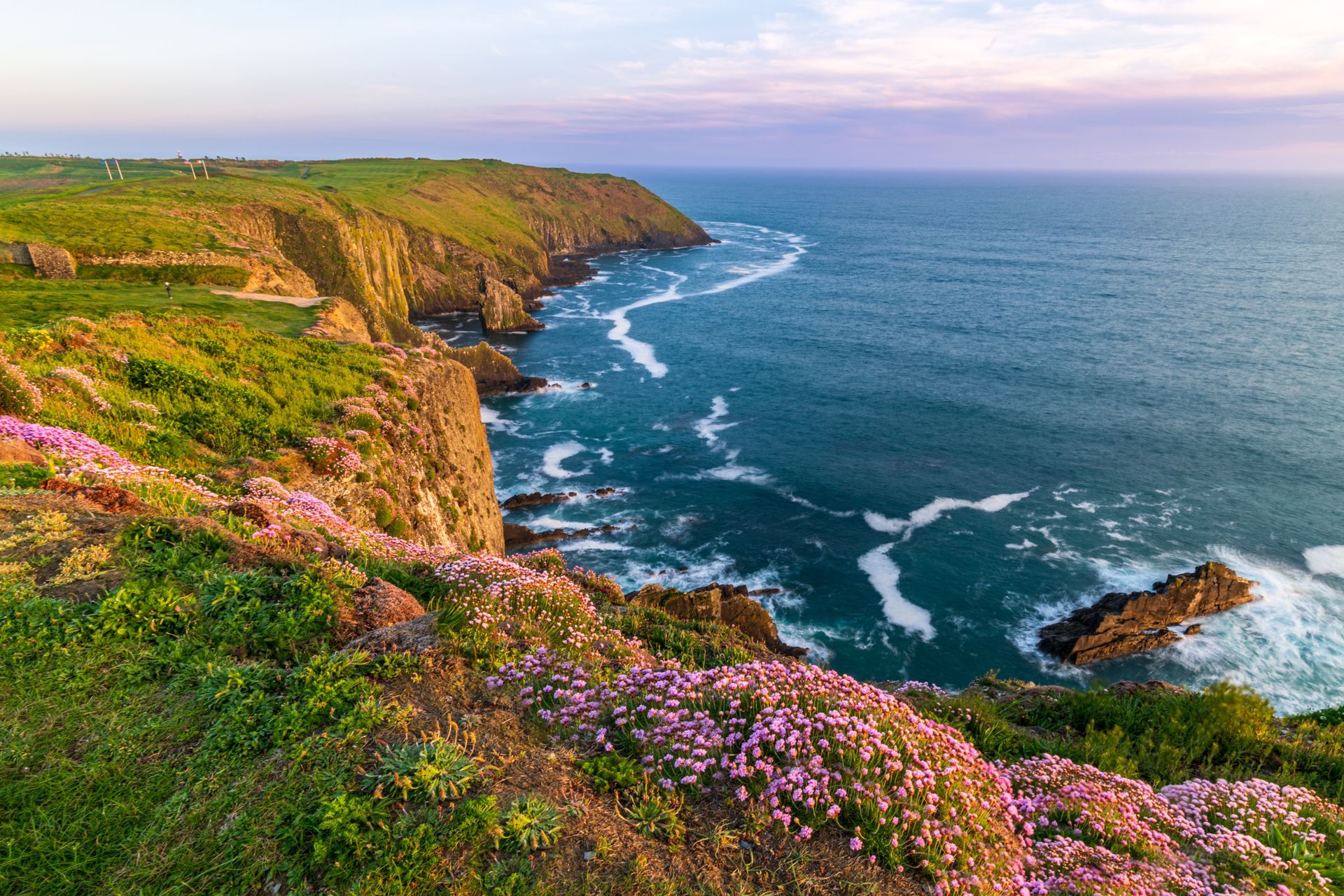 A view of a cliff overlooking the ocean with purple flowers in the foreground.