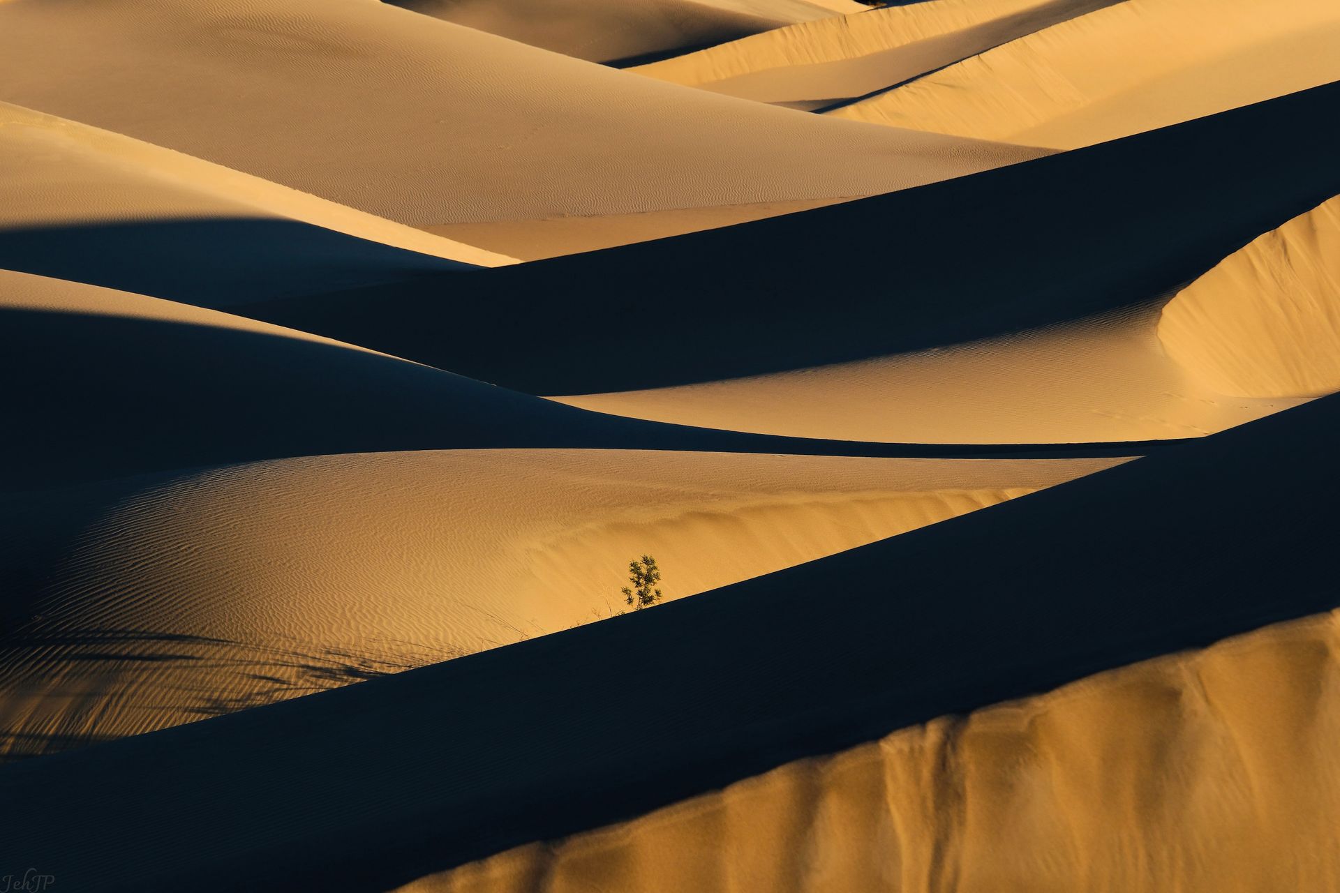 A tree is standing in the middle of a sand dune in the desert.