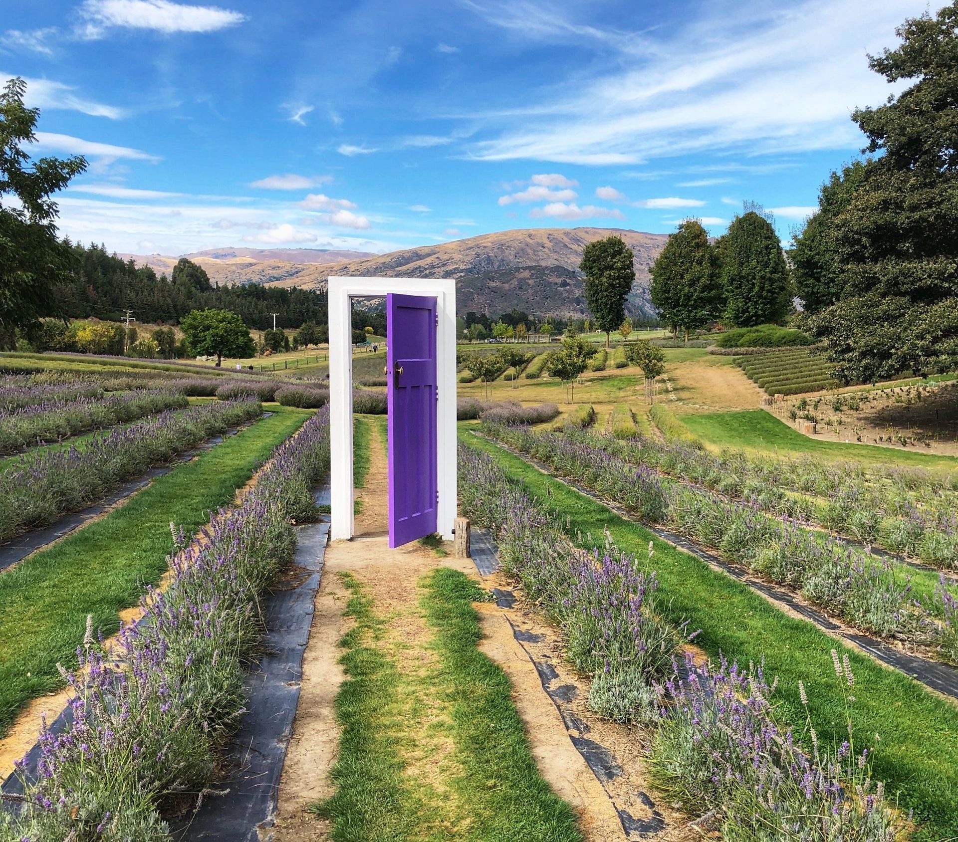 A purple door is in the middle of a lavender field.