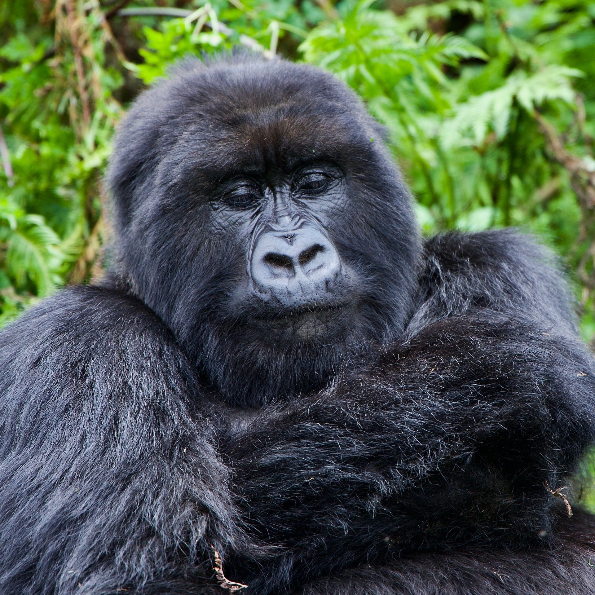 A close up of a gorilla looking at the camera