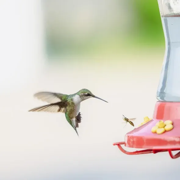 Robert Craig_Battle for the Feeder_Obstacles.jpg